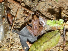 Pristimantis cerasinus