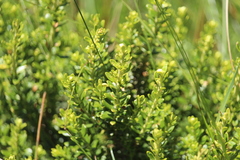 Olearia nummulariifolia
