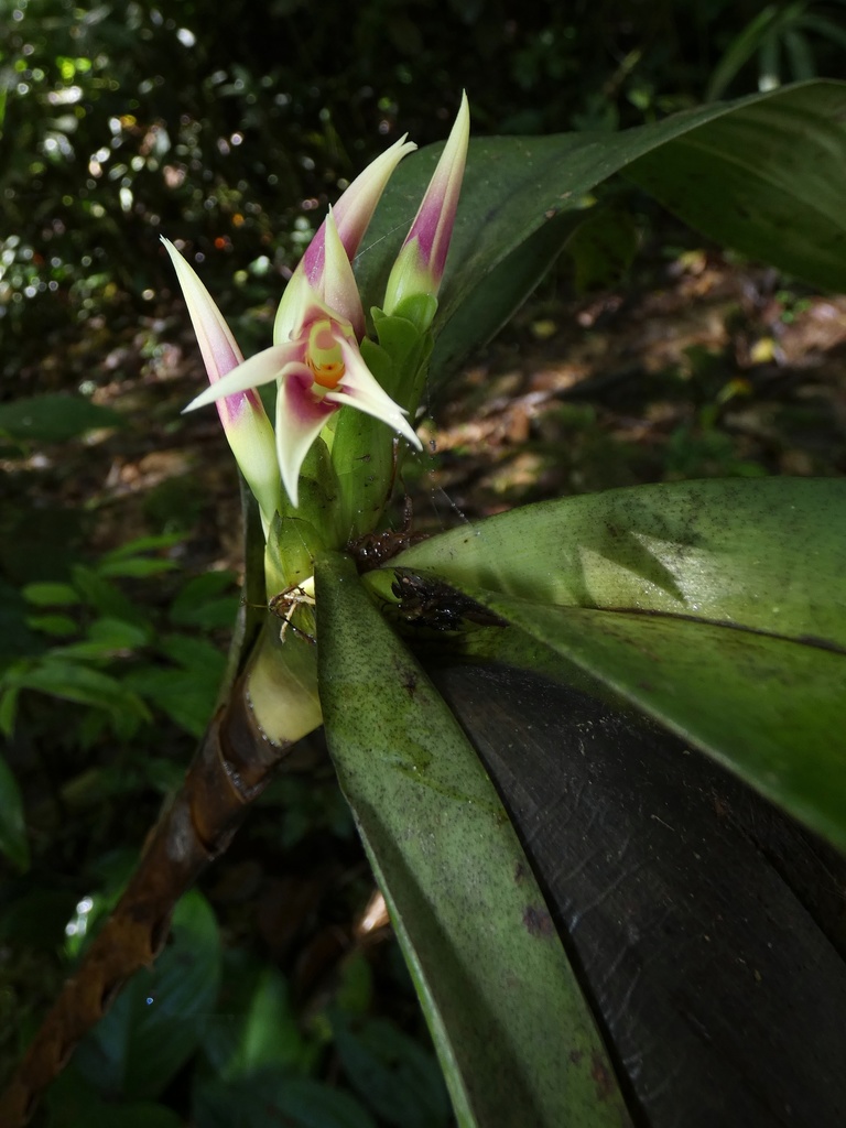 Maxillaria carinulata