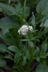 Valeriana occidentalis
