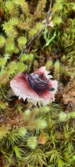 Russula roseopileata