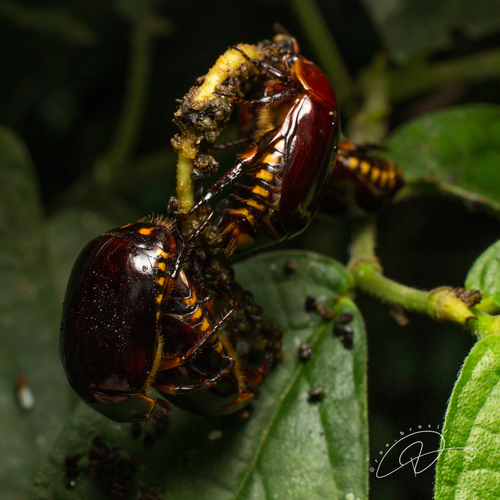 Lagochile bipunctata