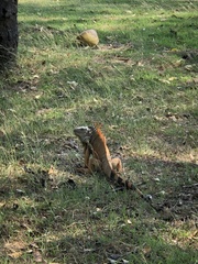Iguana iguana
