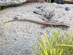 Ctenotus labillardieri