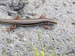 Ctenotus labillardieri