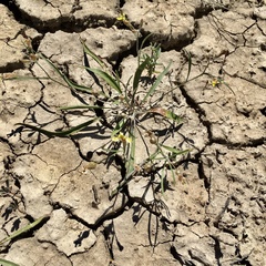 Goodenia fascicularis