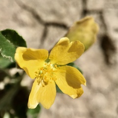 Sida trichopoda