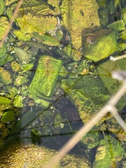 Lithobates yavapaiensis