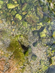 Lithobates yavapaiensis