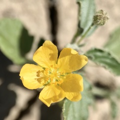 Sida trichopoda