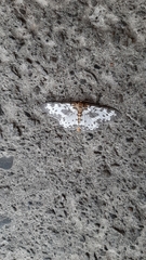 Percnia