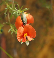 Gompholobium ecostatum