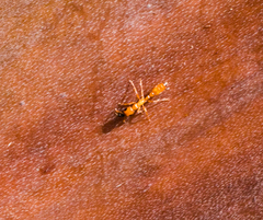 Pseudomyrmex apache