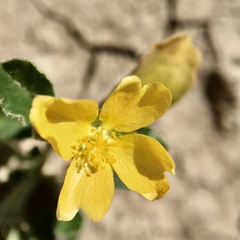 Sida trichopoda