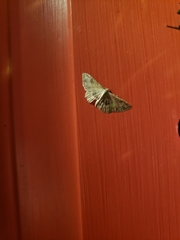 Cyclophora nanaria