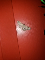 Cyclophora nanaria