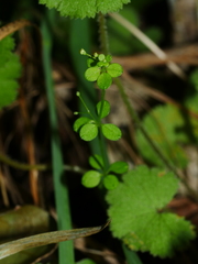 Galium propinquum
