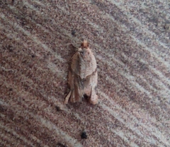 Clepsis