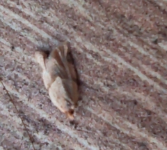 Clepsis