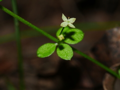 Galium propinquum
