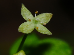 Galium propinquum