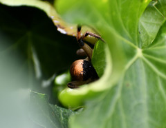 Lycosa erythrognatha