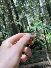 Nematolepis squamea squamea