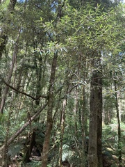 Nematolepis squamea squamea