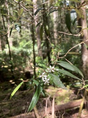 Nematolepis squamea squamea