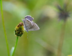 Hemiargus ramon