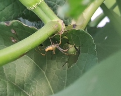 Peucetia viridans
