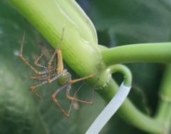 Peucetia viridans