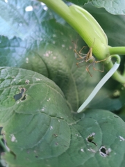 Peucetia viridans