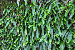 Notogrammitis billardierei