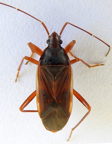 Balboa ampliata