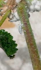Coccoidea