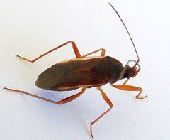 Balboa ampliata