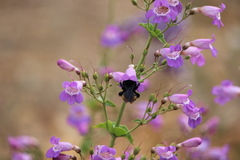 Bombus crotchii