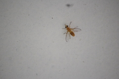 Bactrocera xanthodes