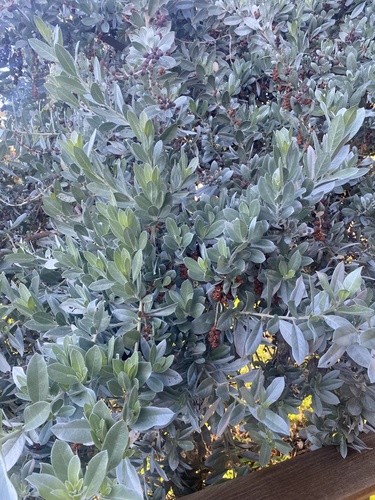 Conocarpus erectus observed 2021-12-25