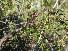 Berberis microphylla