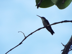 Chrysuronia leucogaster