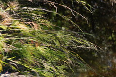 Baloskion tetraphyllum