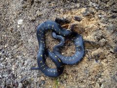 Atractus crassicaudatus