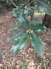 Ilex aquifolium