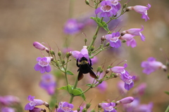 Bombus crotchii