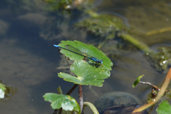Acanthagrion lancea