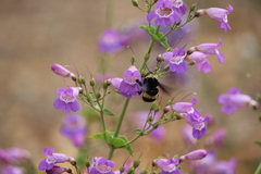 Bombus crotchii