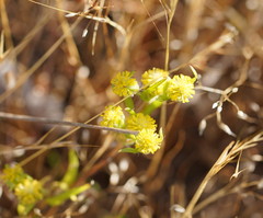Triptilodiscus pygmaeus