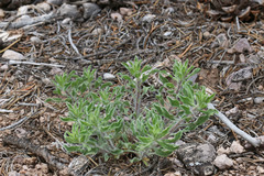 Heterotheca villosa minor